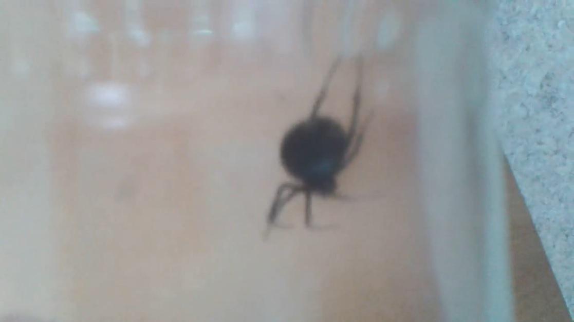 Увидеть паука на полу примета. Паук в углу комнаты. Грустные домашние пауки. Каракурт в углу.