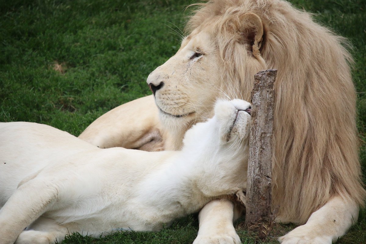 Любовный лев неделя. Лев и львица. Белый Лев и львица. Львы любовь. Лев лежит.