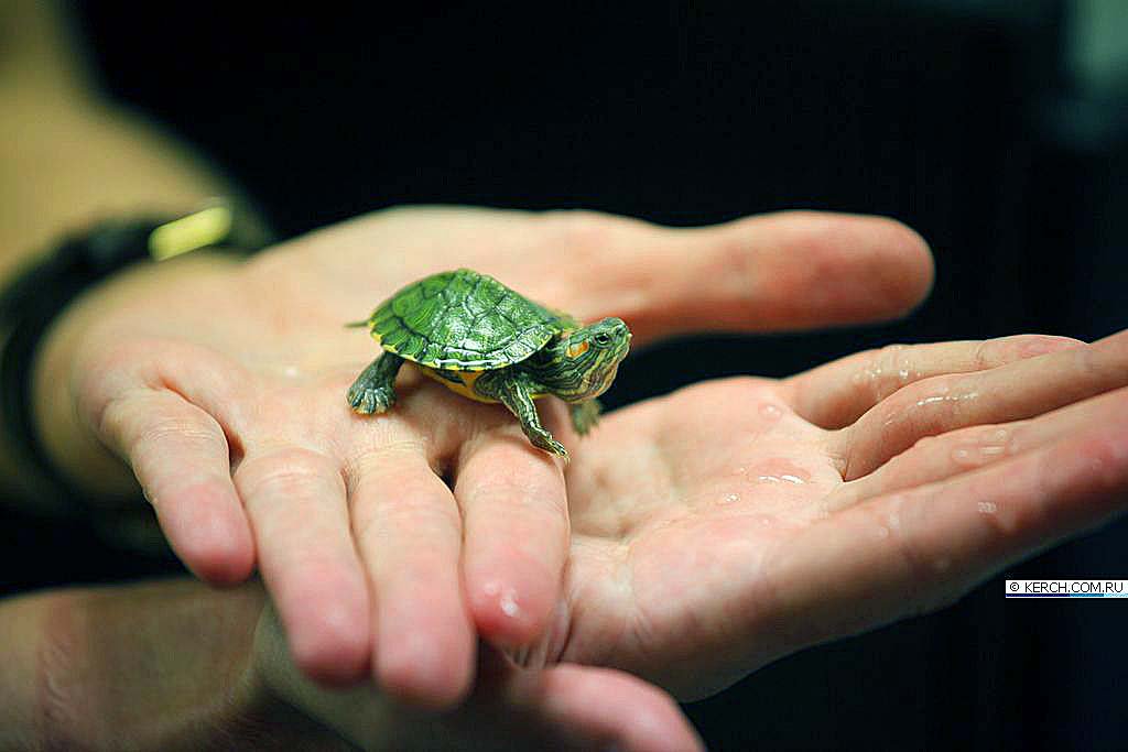 Какие черепаха купить. Красноухая черепаха маленькая. Черепашка красноухая маленькая. Карликовая красноухая черепаха. Маленькие красноухие Черепашки.