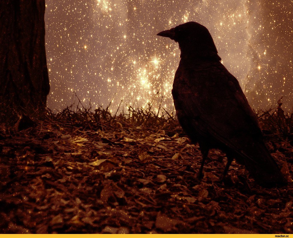 Night crows вороны. Raven Nevermore. Вороны ночью. Ночной ворон. Ворон ночью.
