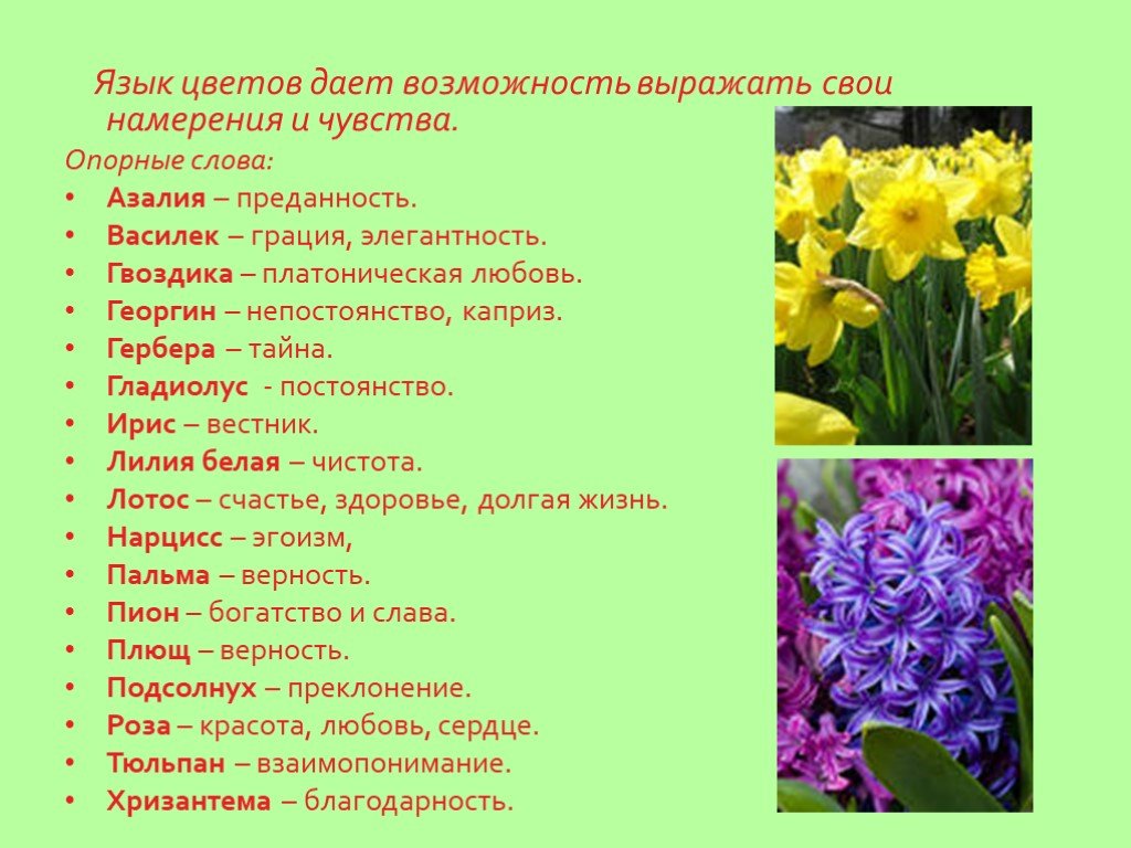 Насчет цветов. Язык цветов. Язык растений и цветов. Язык цветов значение. Что символизируют цветы.