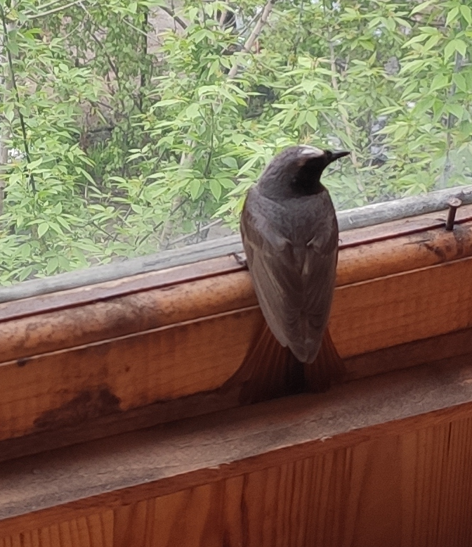 К чему на балкон прилетел. Птица залетела в дом. Птица залетела в окно. Птицы на окна. Птицы на лоджии.