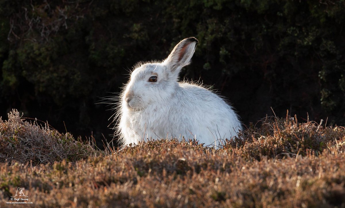 К чему снится кролик серый. Огромный белый заяц. Заяц серый и рыжий. Белый кролик в природе.