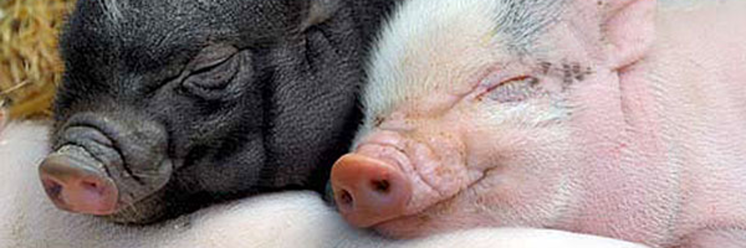Видеть во сне маленького поросенка. Спящий поросенок. Спящие свиньи.