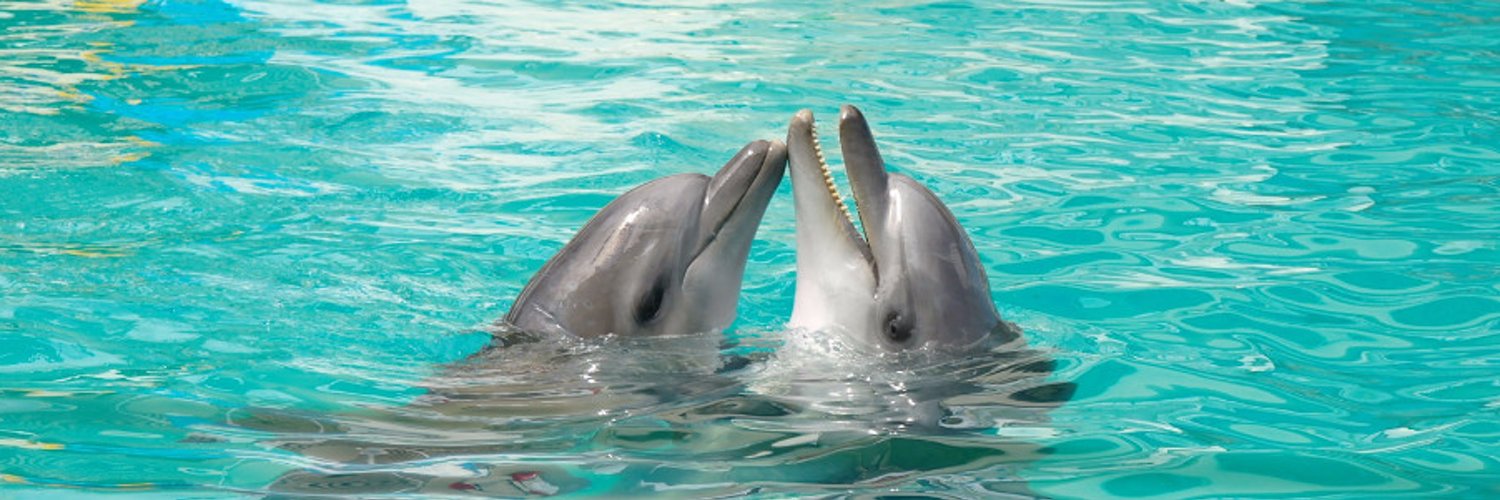Дельфин я говорю тебе про любовь. Голубая бухта дельфины. Картинка с дельфинами которую видят дети. К чему снятся дельфины в море для женщин. Говорящие дельфины.