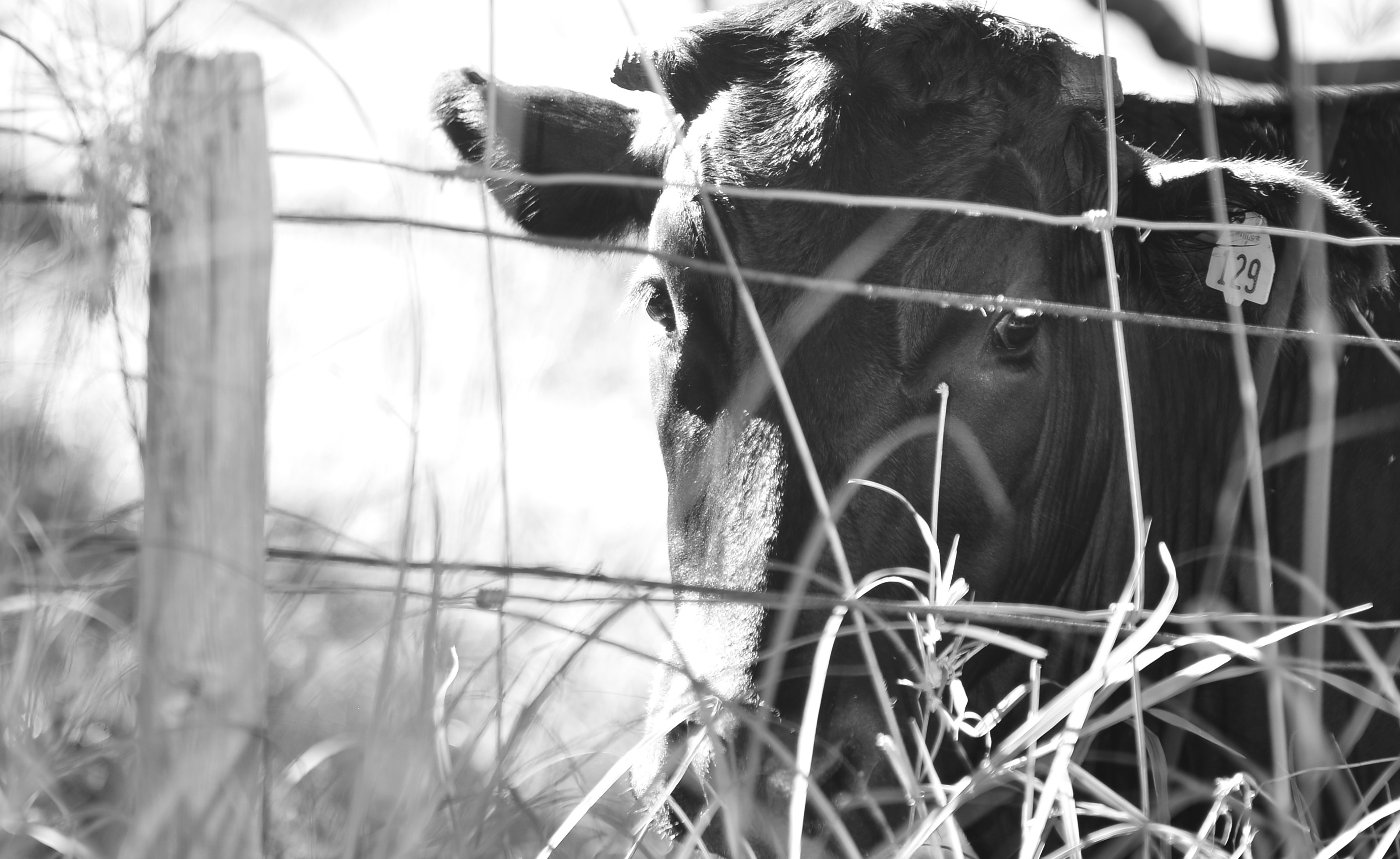 Корова на Гавайях. Гавайская корова. Корова прячется от ветра. Фото телята черно белые.