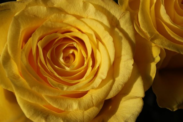 Фото на тему «Почему нельзя дарить желтые розы?»