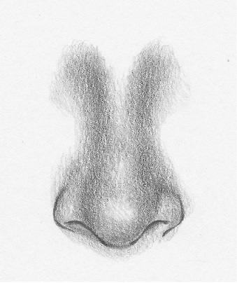 how to draw noses front view 6