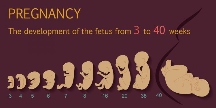 Fetal development - a child within, loving you