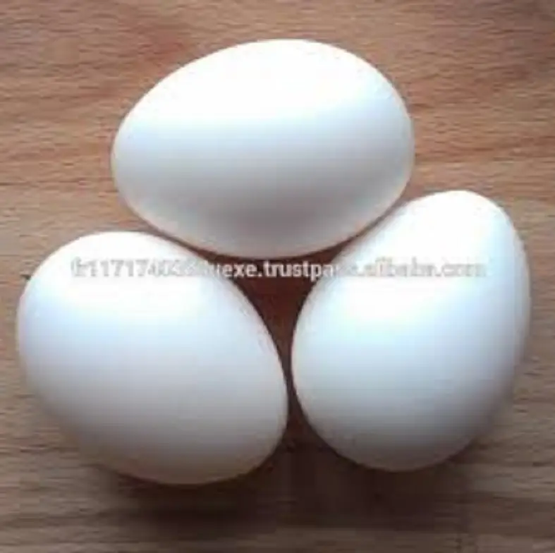 Яйца кур леггорн. Яйцо Леггорн белый. Инкубационное яйцо Леггорн. Яйцо куриное белое. Леггорн цвет яйца.