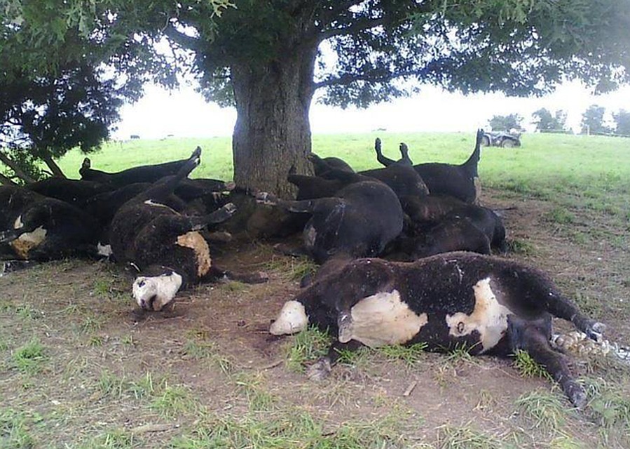 Коровы неосторожно спрятались под деревом в грозу. Правил, естественно, не знали и стали говядиной. Но пастух мог бы знать. 