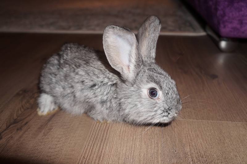 К чему снится кролик серый. Серый великан кролик. Кролик обыкновенный. Кролик обыкновенный серый. Обычный серый кролик.