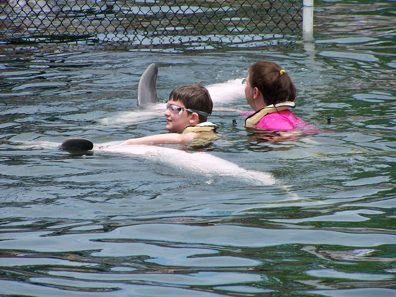 Сонник купаться в чистом. Плавать с дельфинами сонник. Плавать с Деоьфином сонник. Купание с нарвалами. Плавать на дельфине во сне.