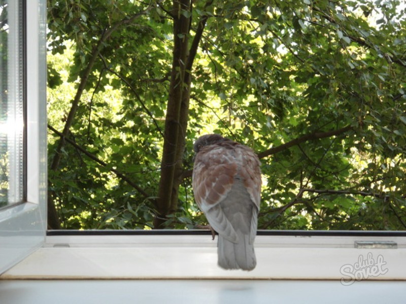Птичка садится на окошко. Птицы на окна. Птица на подоконнике. Горлица птица на окне. Птицы за окном.