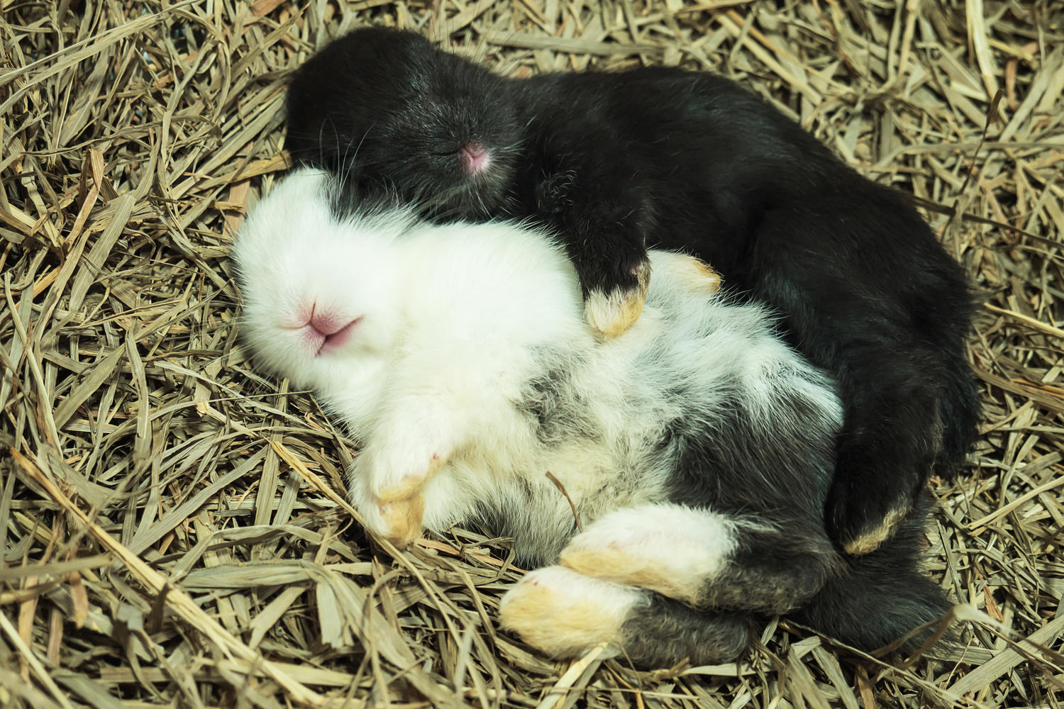 К чему снятся кролики во сне женщине. Сниться кролик. Спящий маленький кролик. Приснился кролик. Сонник кролик.