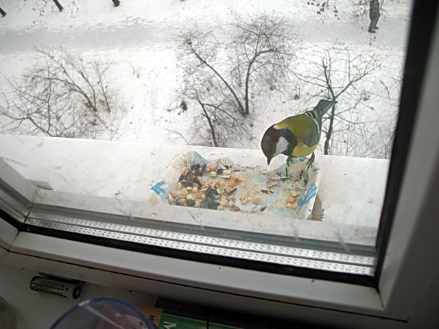 Кормушка для птиц под окном. Зимующие птицы в окошке. Синичка на подоконнике. Птицы зимой на окне. Кормушка на форточку.