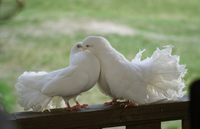2 голубя сели на подоконник примета
