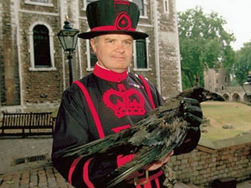 Beefeater with the raven