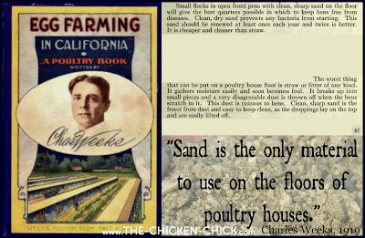  Poultry visionary, Charles Weeks wrote of the benefits of sand as chicken litter in his 1919 book, "Egg Farming in California,” in which he stated: “Sand is the only material to use on the floors of poultry houses. Clean, dry sand prevents any bacteria from starting. Clean, sharp sand is the freest from dust and easy to keep clean, as the droppings lay on top and are easily lifted off.”