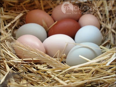 Long strands of clean straw make a lovely, rustic-looking nest for photographing eggs, but straw does not belong in backyard chicken coops for a variety of reasons we