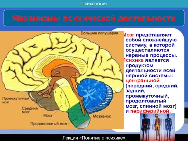 В мозге или в мозгу. Деятельность и психические процессы. Процессы головного мозга. Психическая деятельность мозга. Мозг и психика.