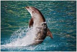 Дельфин выпрыгнул из воды