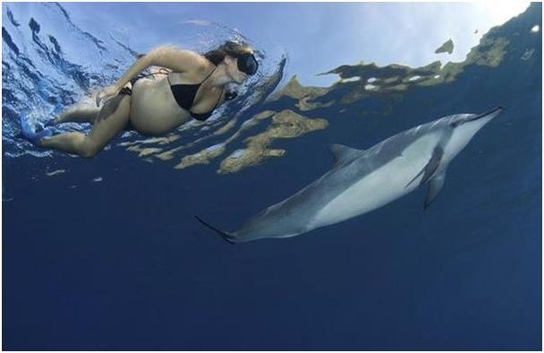 Беременная женщина плывет рядом с дельфином