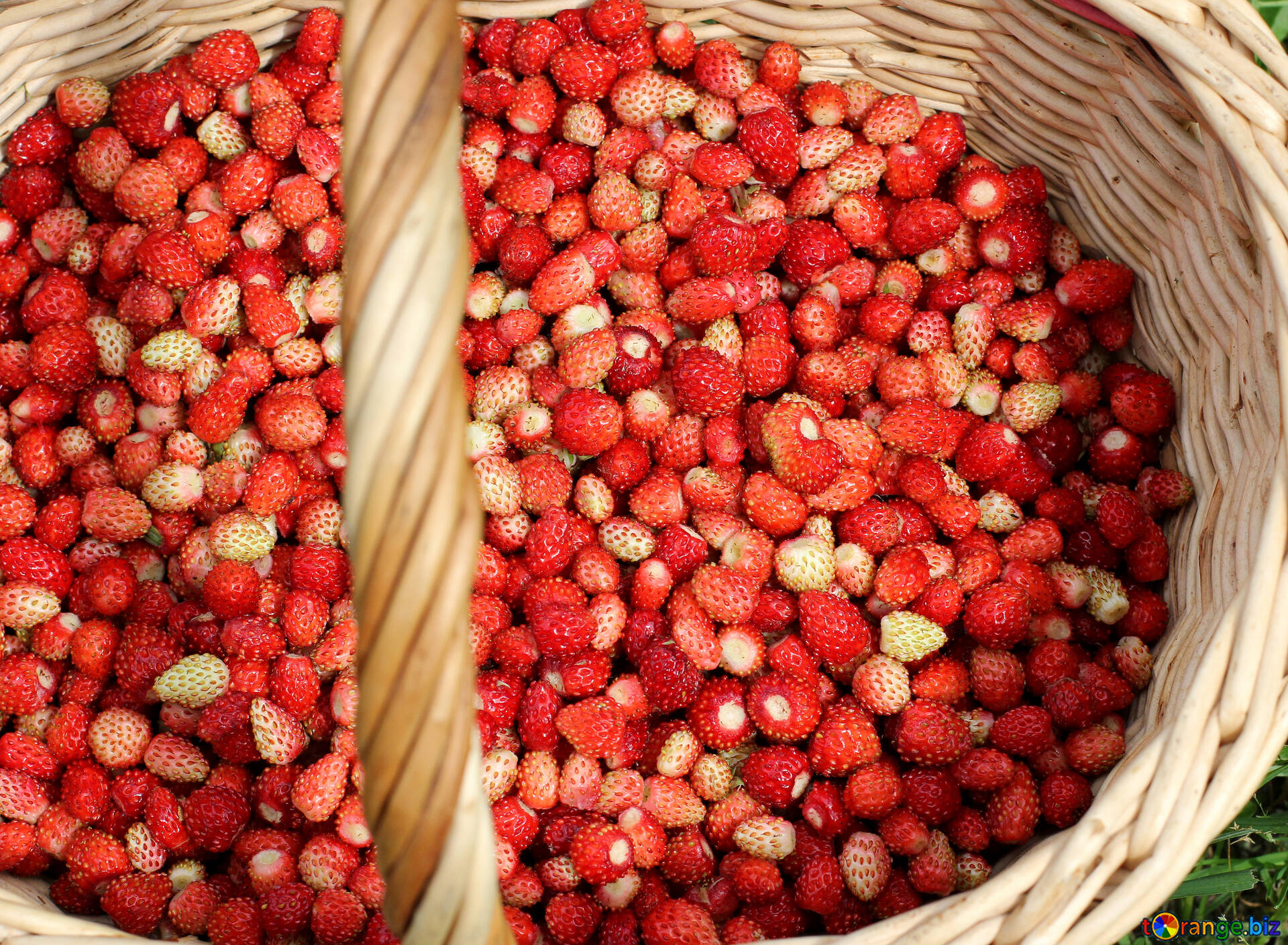 Collection strawberry. Клубника Полевая. Много клубники. Земляника собранная. Собирать ягоды.