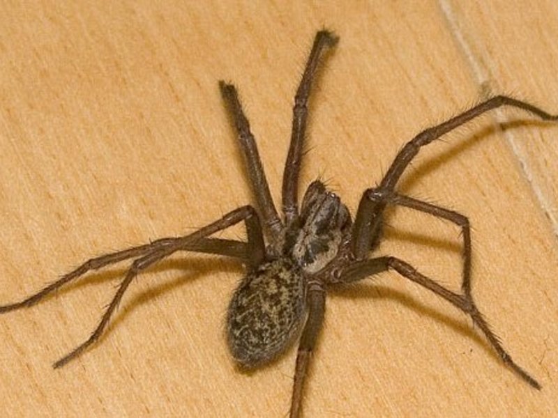 Большой домашний паук. Бразильский Странствующий паук. Огромные домашние пауки. Большие пауки в доме. Комнатные пауки.