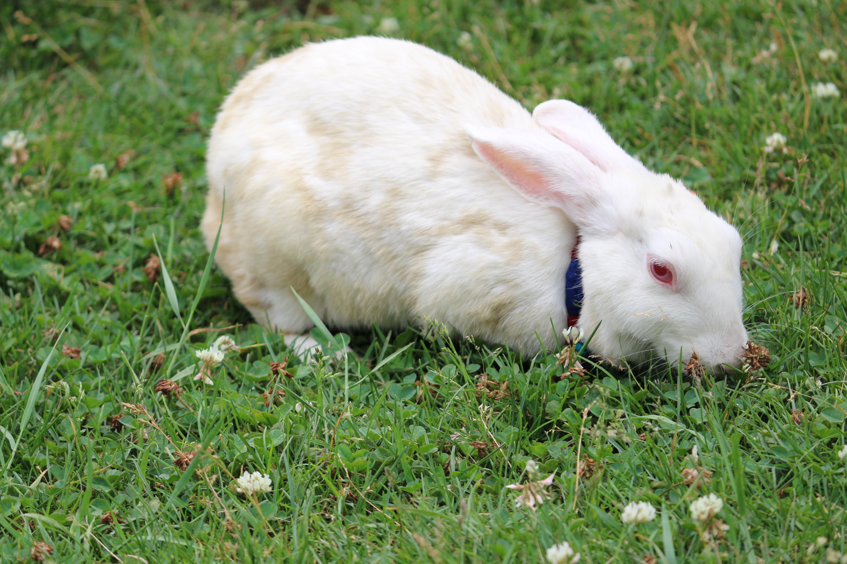 К чему снятся кролики во сне женщине. Кролик альбинос. Белый кролик альбинос. Кролик альбинос с красными глазами. Белый кролик с красными глазами.