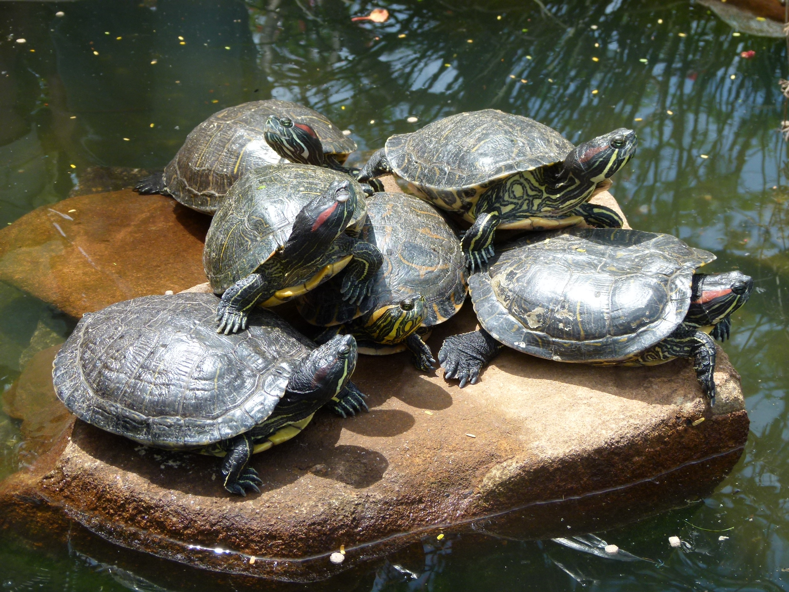 Черепахи в природе
