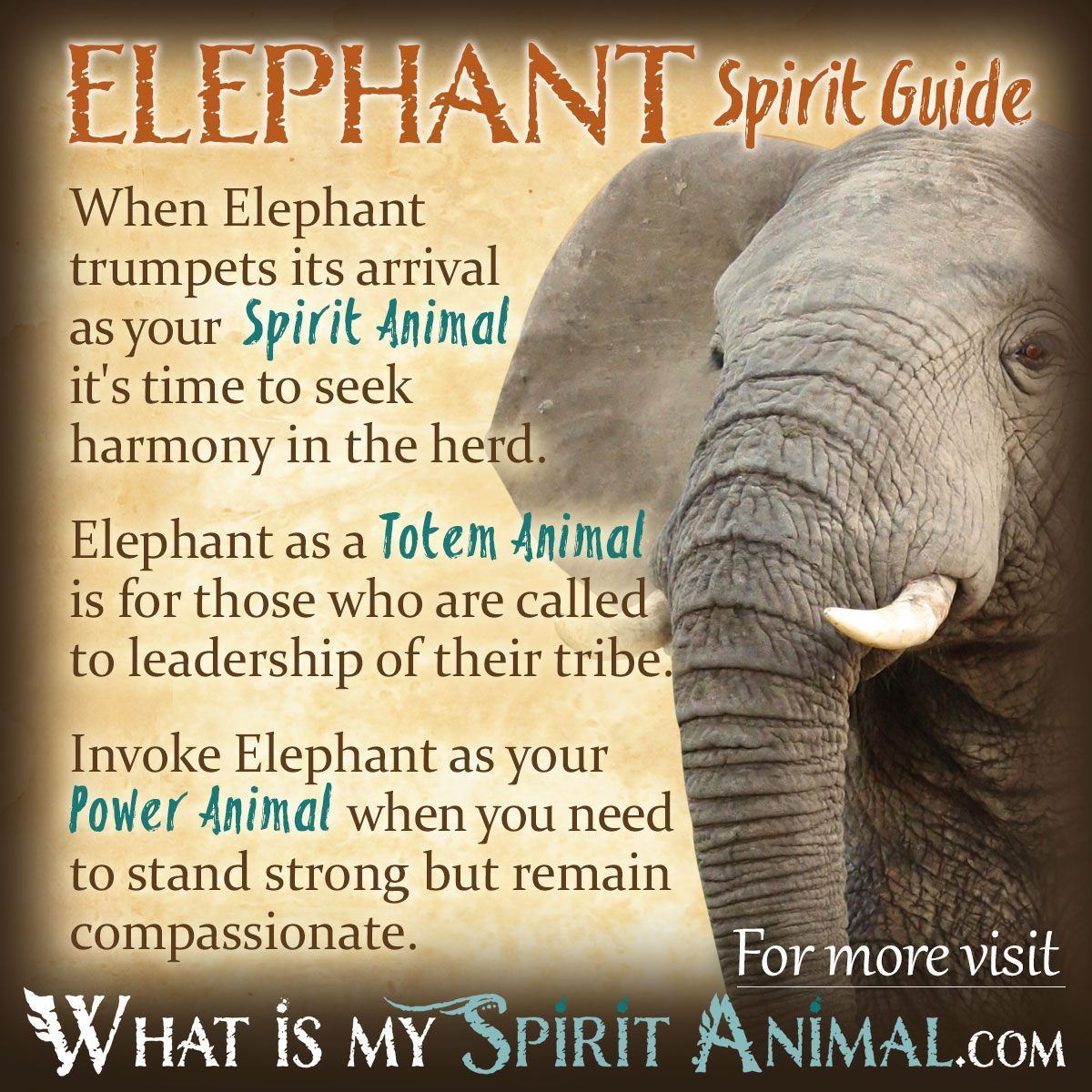  Elephant Spirit, Totem, & Power Animal Symbolism and Meaning 1200x1200