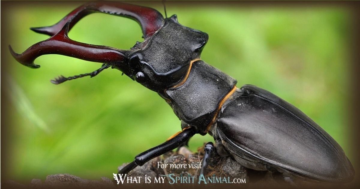 scarab beetle power animal 1200x630