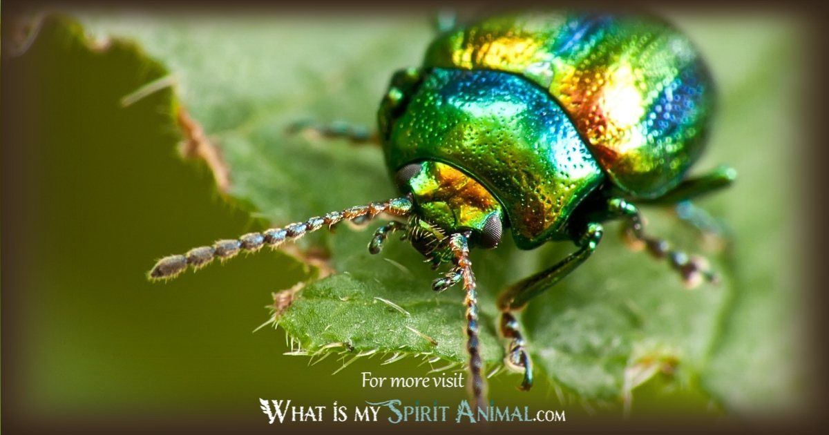 scarab beetle symbolism meaning 1200x630