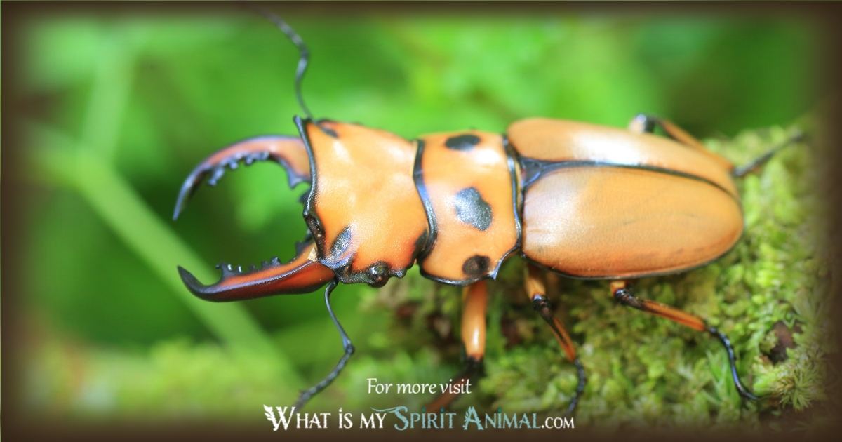 scarab beetle totem animal 1200x630