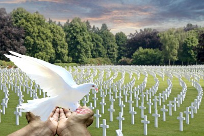 белая птица в руках и кладбище. фото