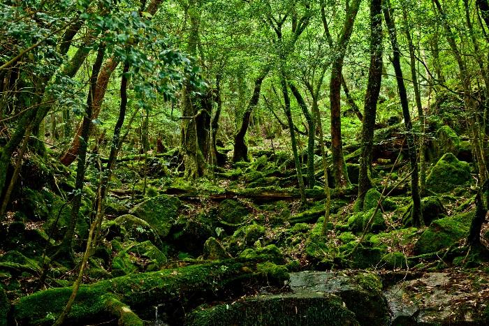 Yakushima forest
