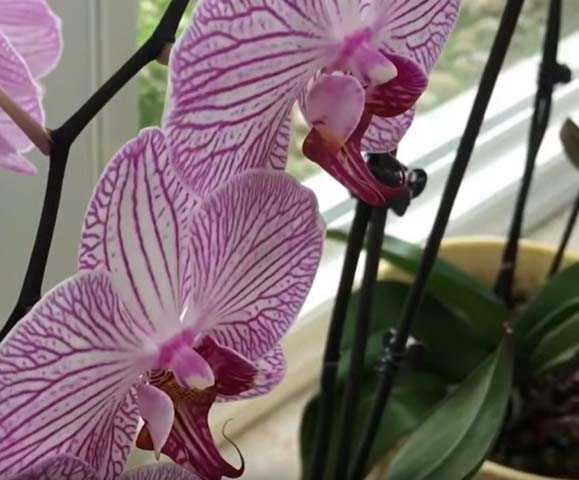 вред орхидеи
