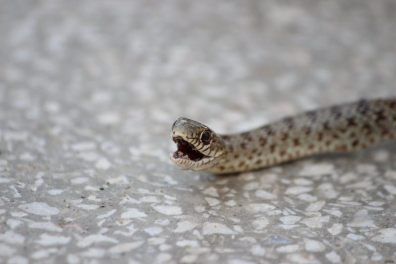 К чему снятся укусы змей мужчине. Короткая змея. Приснились змейки маленькие. Маленькие змейки во сне.